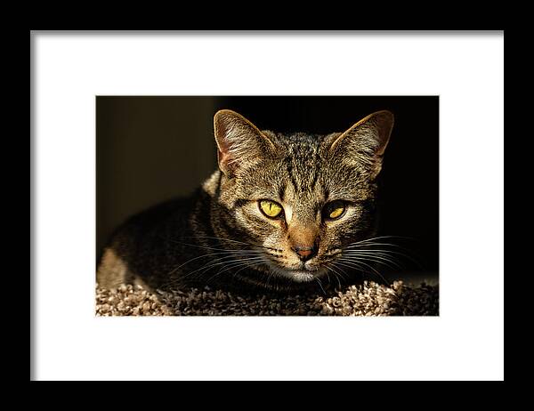 Cat Framed Print featuring the photograph Angel by Rachel Morrison