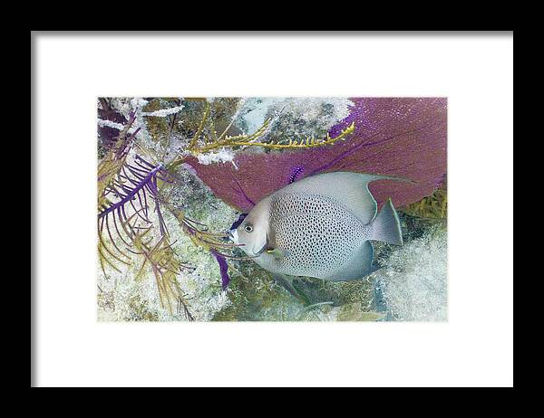 Animals Framed Print featuring the photograph Angelic by Lynne Browne