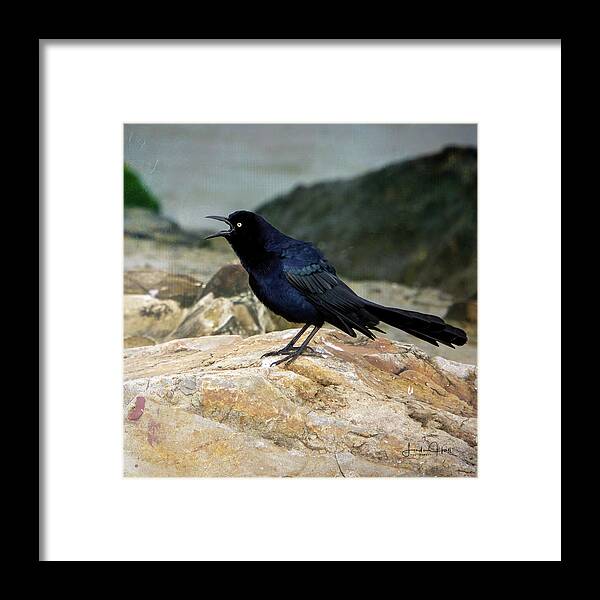 Bird Framed Print featuring the photograph Angry Bird by Linda Lee Hall