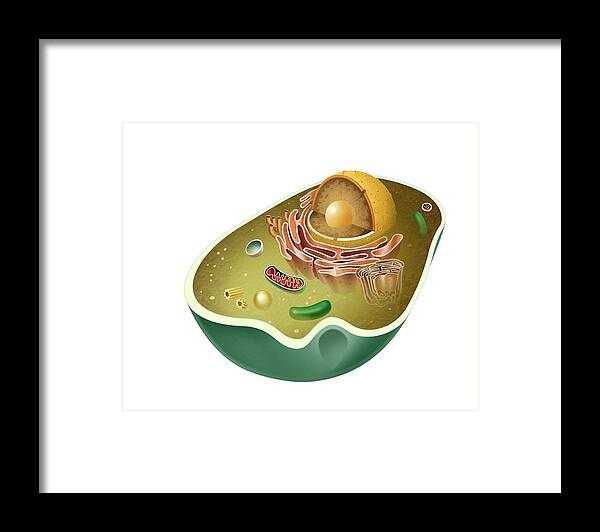 Animal Cell Framed Print featuring the digital art Animal eukaryotic cell. by Album