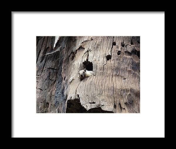 Animal Framed Print featuring the photograph Animal by Joelle Philibert