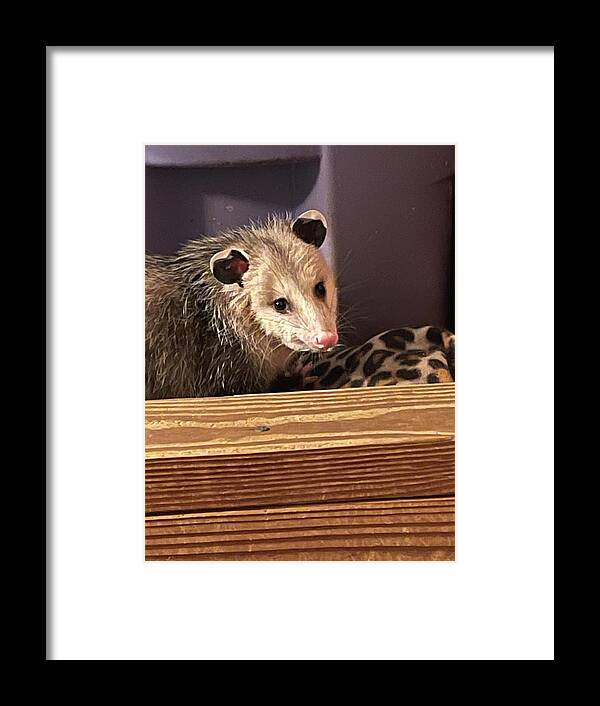 Possum Framed Print featuring the photograph Animal Lovers by Matthew Seufer
