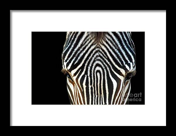 Animal Framed Print featuring the photograph Animal Print a by Dan Holm