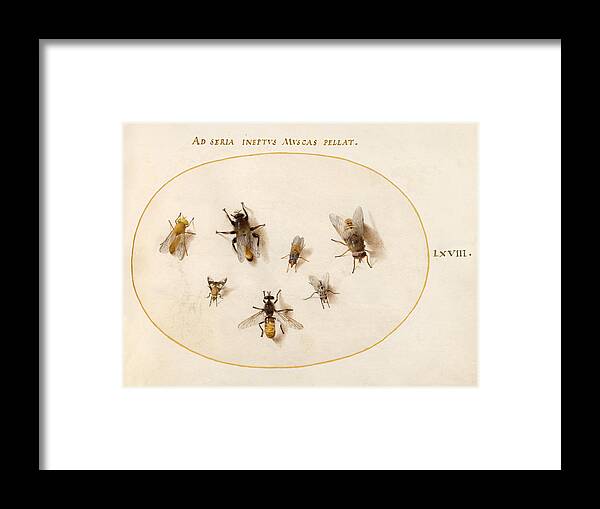 Joris Hoefnagel Framed Print featuring the drawing Animalia Rationalia et Insecta, Plate LXVIII by Joris Hoefnagel