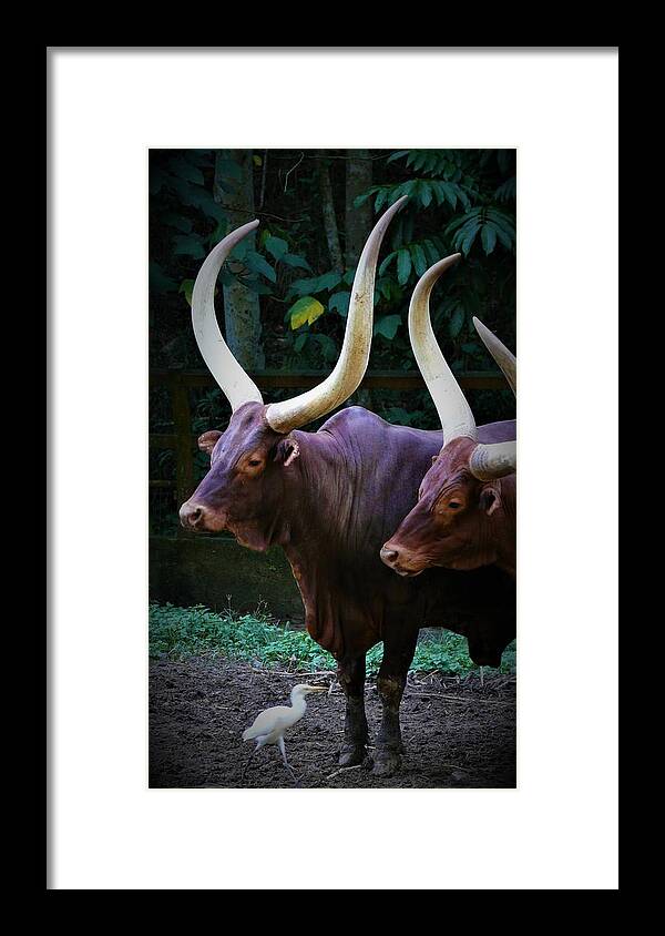 Ankole Cattle Framed Print featuring the photograph Ankole Cattle by Robert Bociaga