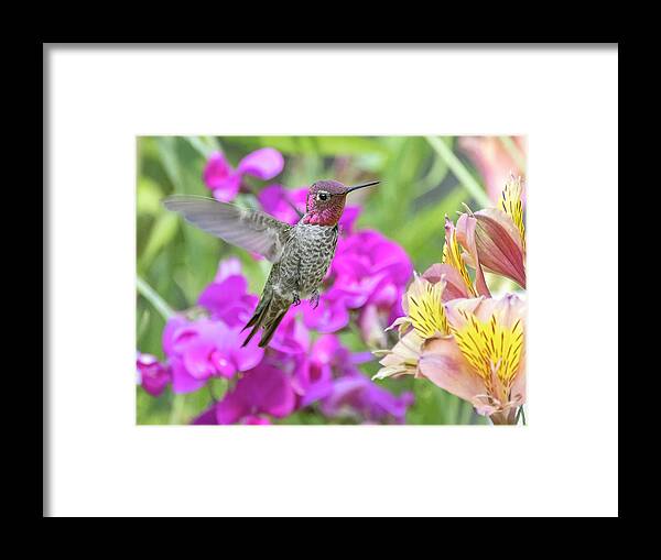  Framed Print featuring the photograph Anna's Hummingbird #5 by Carla Brennan