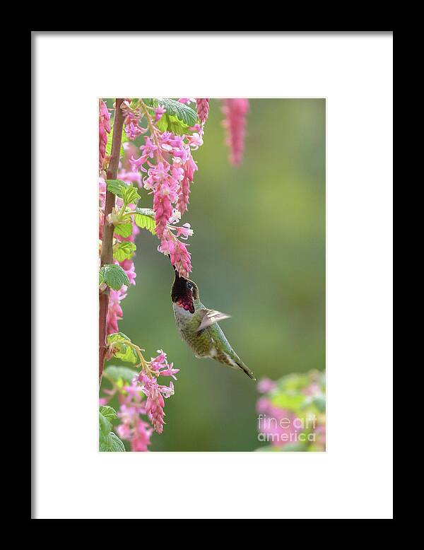 Anna's Hummingbird Framed Print featuring the photograph Annas Hummingbird in Tower of Red Flowering Currant Blossoms by Nancy Gleason