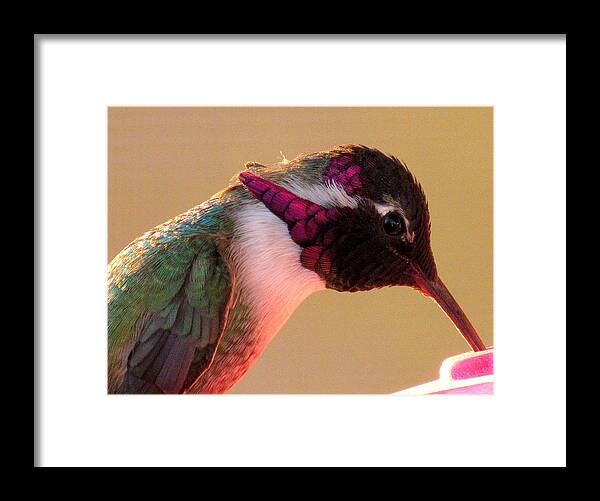 Anna's Hummingbird Framed Print featuring the photograph Anna's Hummingbird Purple Throat Feathers by Adrienne Wilson