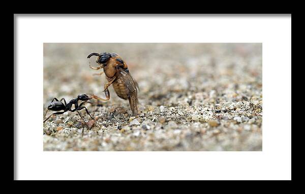 Ant Framed Print featuring the painting Ant at work by Sv Bell