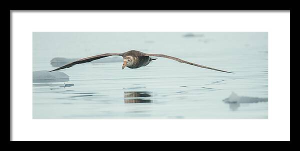 05feb20 Framed Print featuring the photograph Antarctic Giant Petrel Low Level Over Fournier Bay by Jeff at JSJ Photography