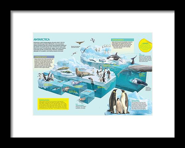 Fauna Framed Print featuring the digital art Antarctica by Album