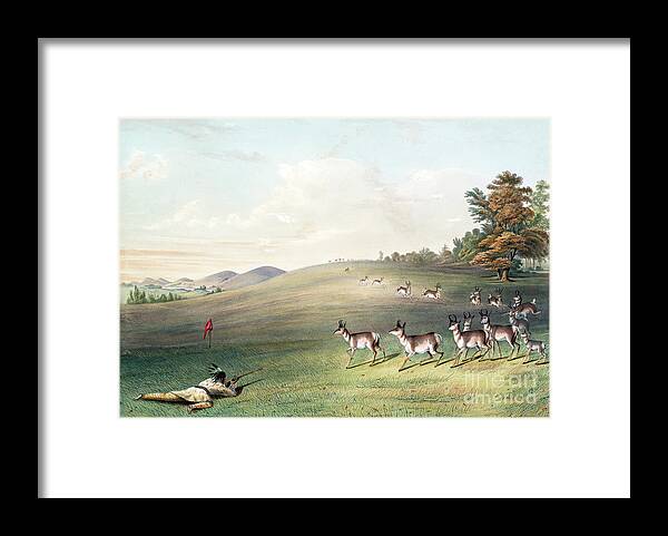 1830s Framed Print featuring the photograph Antelope Shooting by George Catlin