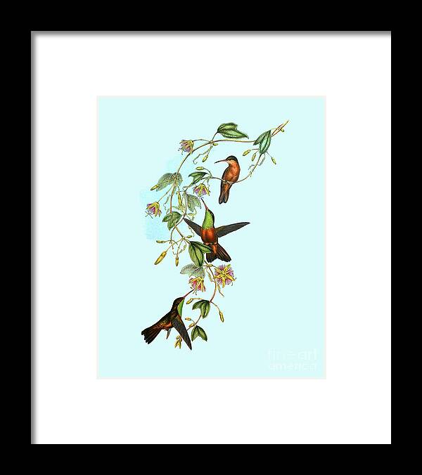 Hummingbird Framed Print featuring the digital art Antique Hummingbirds Illustration by Madame Memento