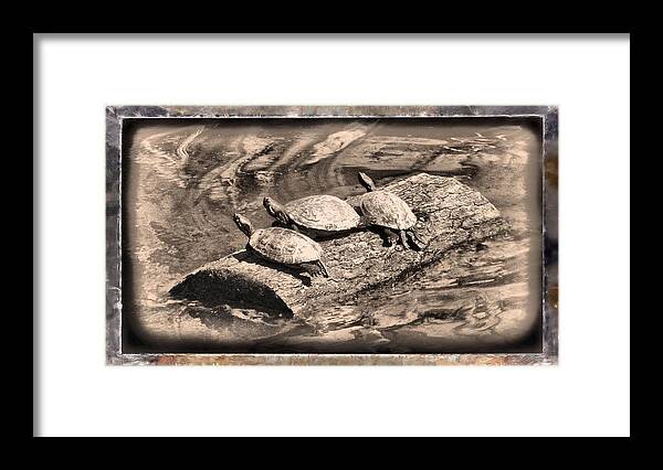 Turtle Framed Print featuring the mixed media Antique Turtles by Christopher Reed