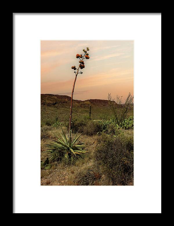 Desert Framed Print featuring the photograph Apache Trail by Jim Painter