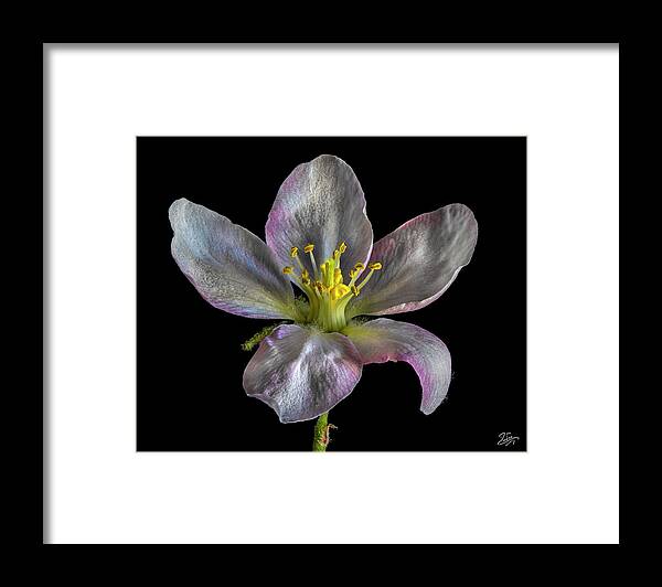 Apple Blossom Framed Print featuring the photograph Apple Blossom 1 by Endre Balogh