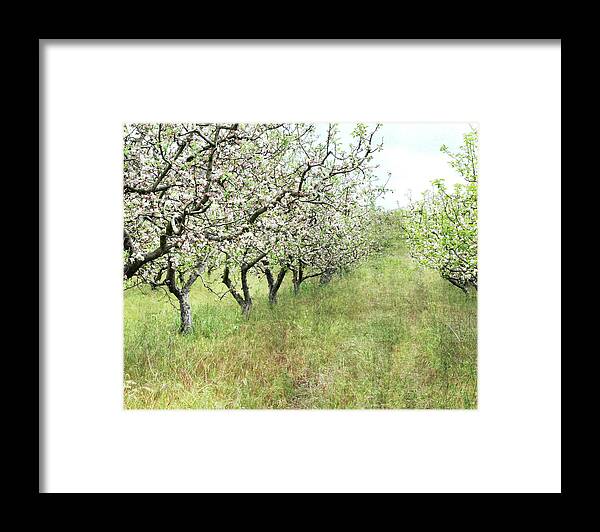 Orchard Framed Print featuring the photograph Apple Orchard by Lupen Grainne