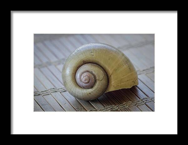 Apple Snail Framed Print featuring the photograph Apple Snail by Fran Gallogly