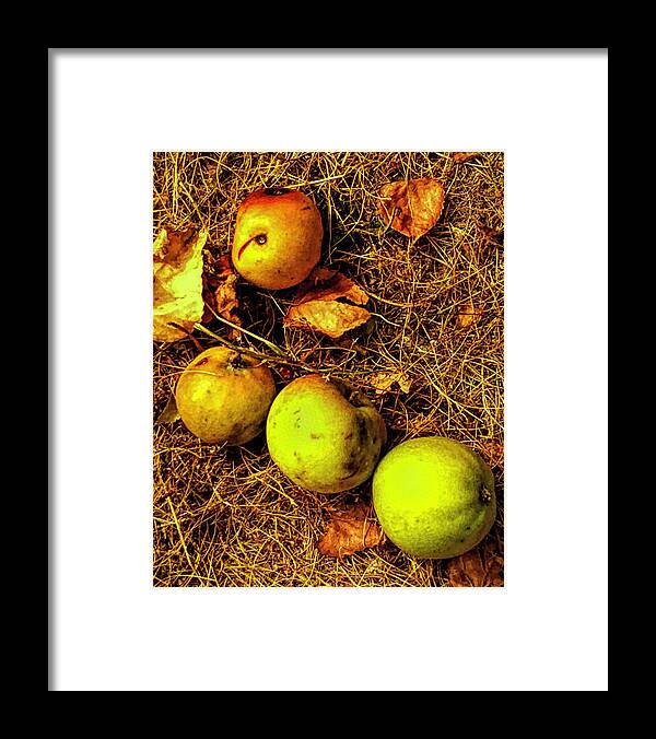 Apples Framed Print featuring the photograph Apples by Kathryn Alexander MA