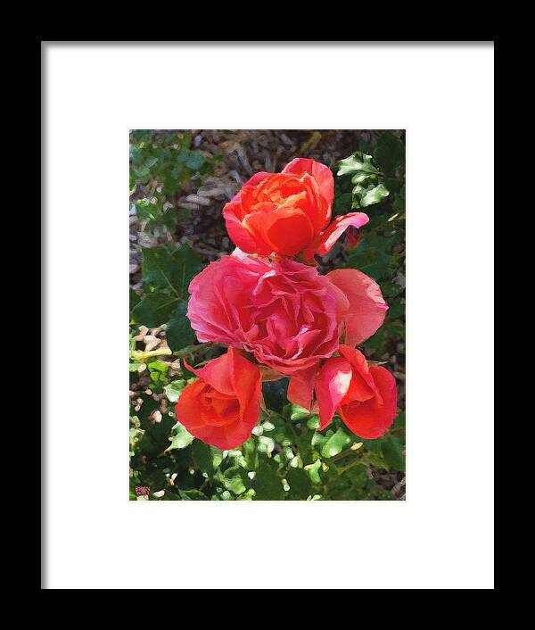 Roses Framed Print featuring the photograph April Blossoms by Brian Watt