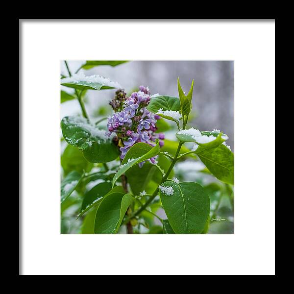 Blooms Framed Print featuring the photograph April Surprise by Dale R Carlson
