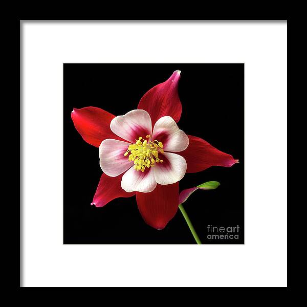 Flower Framed Print featuring the photograph Aquilegia 'Kirigami' by Ann Jacobson