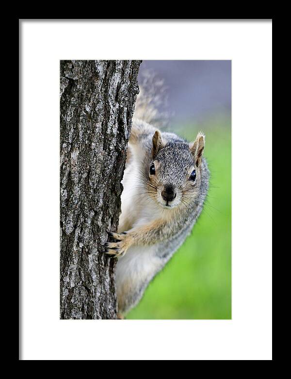 Squirrel Framed Print featuring the photograph Are you looking at me? by Gary Geddes