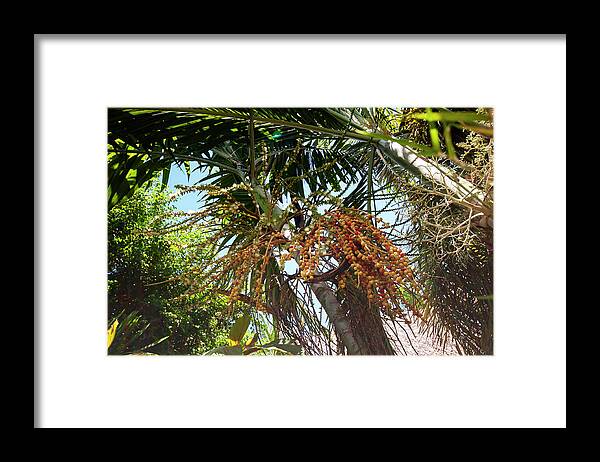 Jenny Rainbow Fine Art Photography Framed Print featuring the photograph Areca Palm Fruits by Jenny Rainbow
