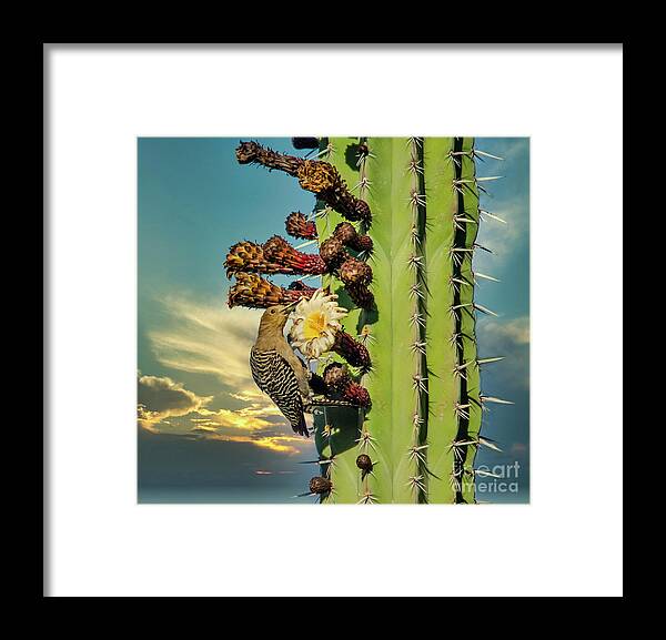 Woodpecker Framed Print featuring the photograph Arizona Gila Woodpecker on Cacti by Karen Cox