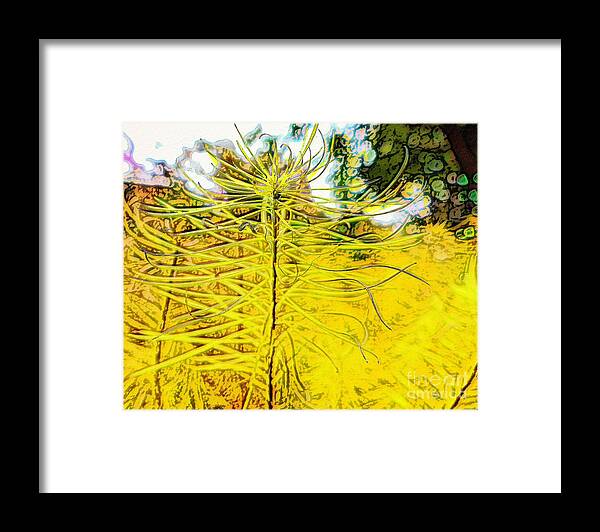 Amsonia Framed Print featuring the mixed media Arkansas Amsonia in the Autumn by Bentley Davis