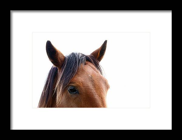 Horse Framed Print featuring the photograph Arlo - Horse Art by Lisa Saint