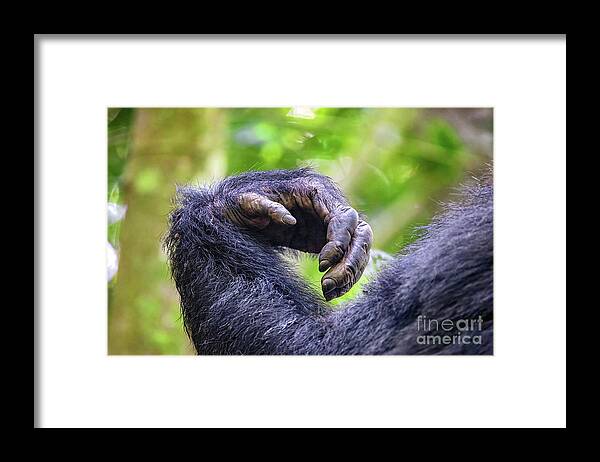 Chimpanzee Framed Print featuring the photograph Arm and hand detail of an adult common chimpanzee, pan troglodyt by Jane Rix