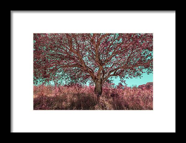 Trees. Nature Framed Print featuring the photograph Arms Wide Open by Laurie Search