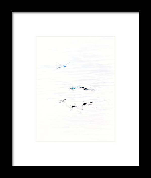 Wild Framed Print featuring the photograph Around Dragonflies 14 by Jaroslav Buna