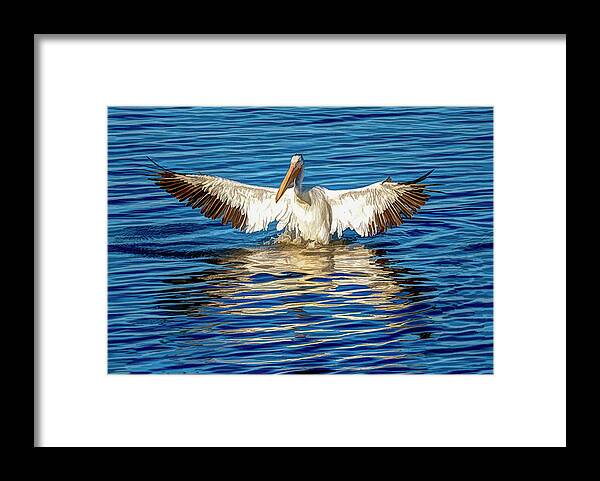 American White Pelican Framed Print featuring the photograph Arriving A Bit Weathered and Worn by Debra Martz