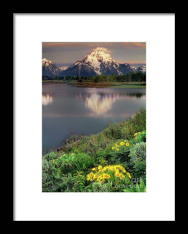 Dave Welling Framed Print featuring the photograph Arrowleaf Balsamrood Mount Moran Grand Tetons Np by Dave Welling