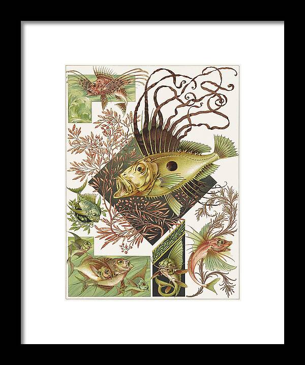 Art Nouveau Framed Print featuring the drawing Art nouveau motifs and design elements by Anton Seder - Fantastic fishes by Anton Seder