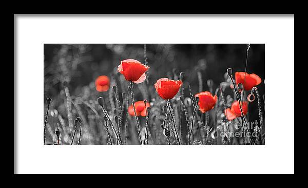 Poppy Framed Print featuring the photograph Artistic image of red poppies in field. by Jelena Jovanovic