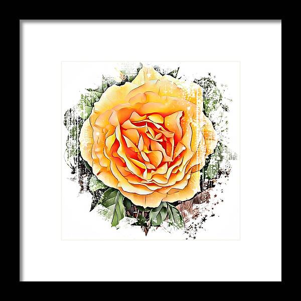 Art Framed Print featuring the photograph Arty orange rose by Steven Wills