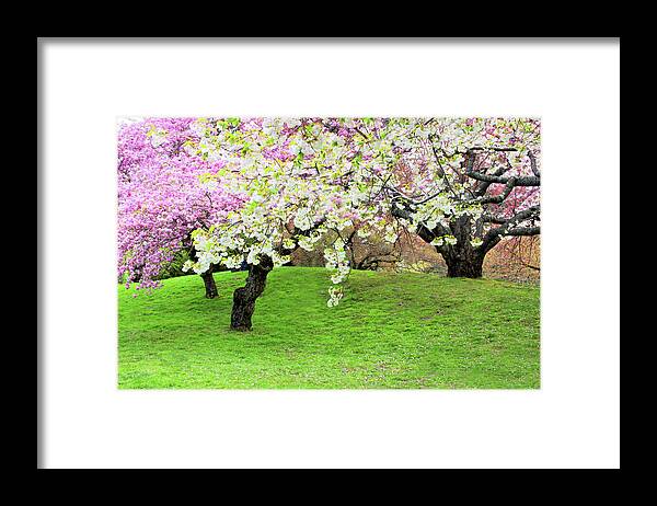 Cherry Trees Framed Print featuring the photograph Asian Inspired by Jessica Jenney