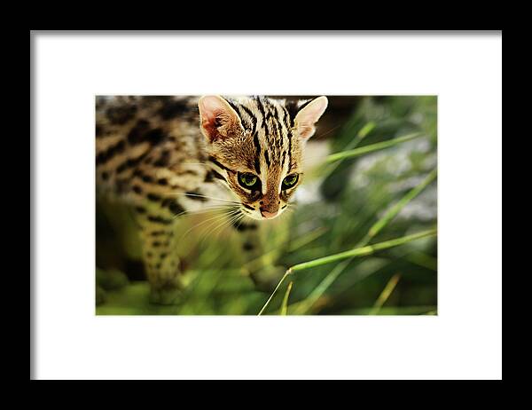 Asian Leopard Cub 2 Framed Print by Laura Fasulo - Pixels