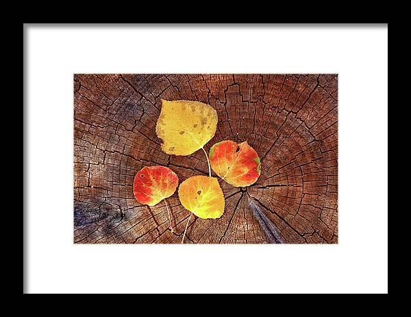 Colorado Framed Print featuring the photograph Aspen leaves on a log by Bob Falcone