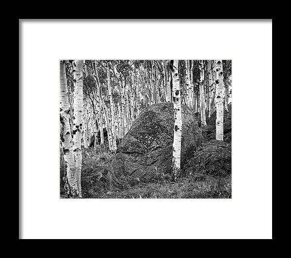 Aspens Framed Print featuring the photograph Aspen Stand Boulder Utah X101 by Rich Franco