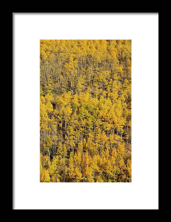 Aspen Framed Print featuring the photograph Aspen Texture by Aaron Spong
