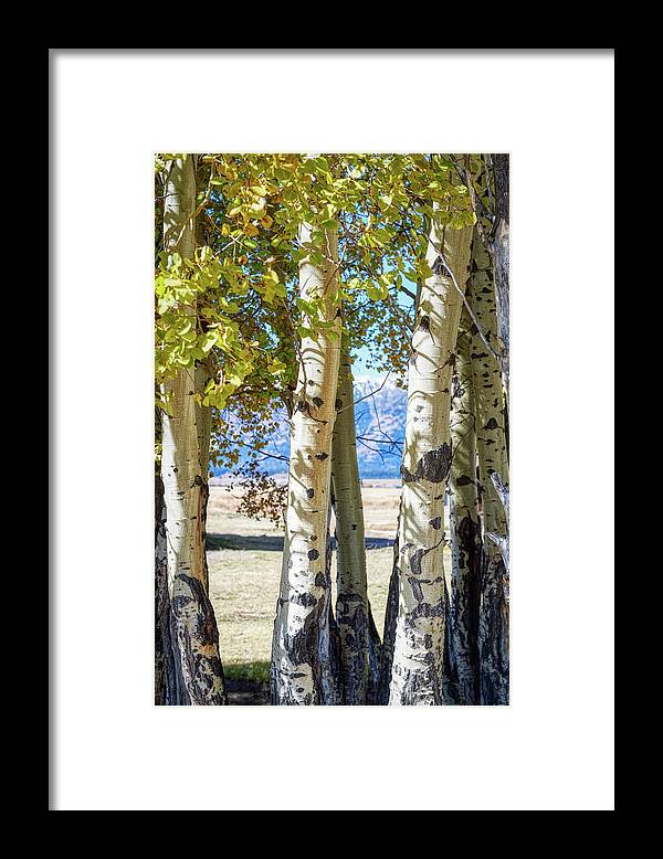 Forest Framed Print featuring the photograph Aspen trees by Paul Freidlund