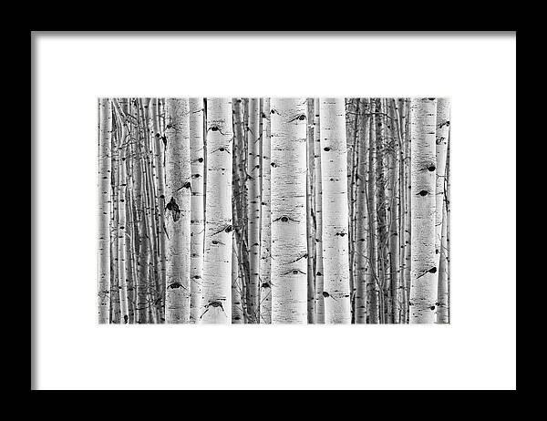 Aspen Framed Print featuring the photograph Aspen Trunks In Black and White by Denise Bush