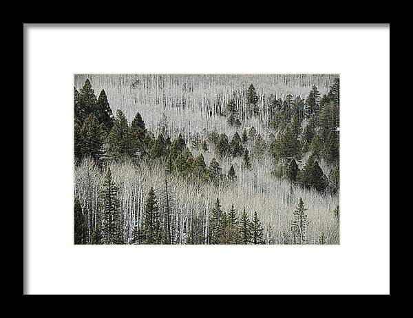 Trees Framed Print featuring the photograph Aspens In Spring by Ron Weathers