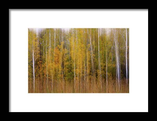Aspen Autumn Trees Fall Watercolor Scenic Abstract Landscape Blur Wisconsin Forest Peter Herman Framed Print featuring the photograph Aspenscape - intentional camera motion blur on aspen grove in autumn scene by Peter Herman