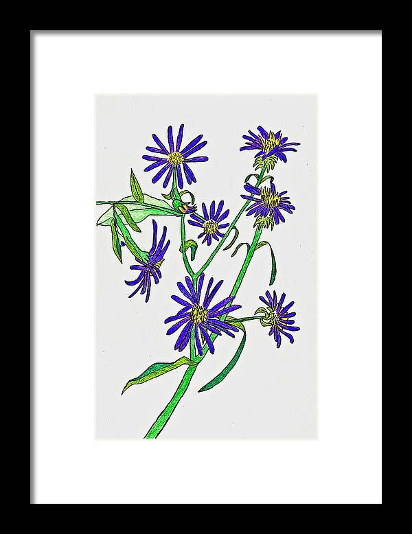Aster Framed Print featuring the drawing Aster Wildflowers by Karen Nice-Webb