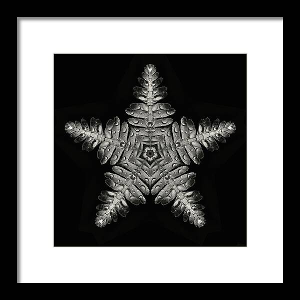 Asteroidea Framed Print featuring the photograph Asteroidea Polypodiophyta - Starfish Fern creation by Peter Herman